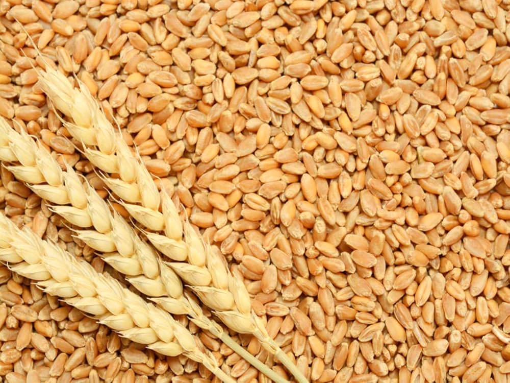 A close-up photo of wheat kernels and stalks.